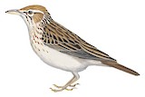 Gillett's Lark Illustration