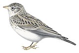 Turkestan Short-toed Lark Illustration