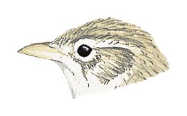 Alaudala raytal adamsi