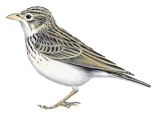 Alaudala raytal adamsi