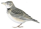 Calandra Lark Illustration