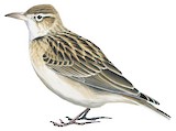 Tibetan Lark Illustration