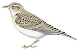 Hume's Short-toed Lark Illustration