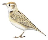 Rufous-capped Lark Illustration