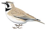 Temminck's Lark Illustration