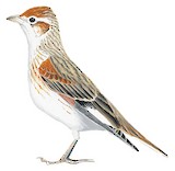 White-winged Lark Illustration