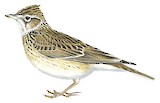 Eurasian Skylark Illustration