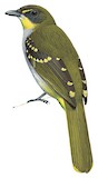 Yellow-throated Nicator Illustration