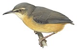 Long-billed Crombec Illustration