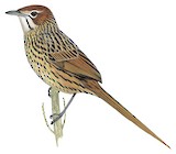 Cape Grassbird Illustration