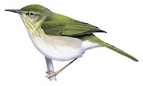 Stripe-throated Jery Illustration