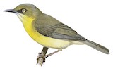 Green-capped Eremomela Illustration