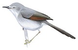 Red-winged Grey Warbler Illustration