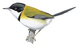 Black-capped Apalis Illustration