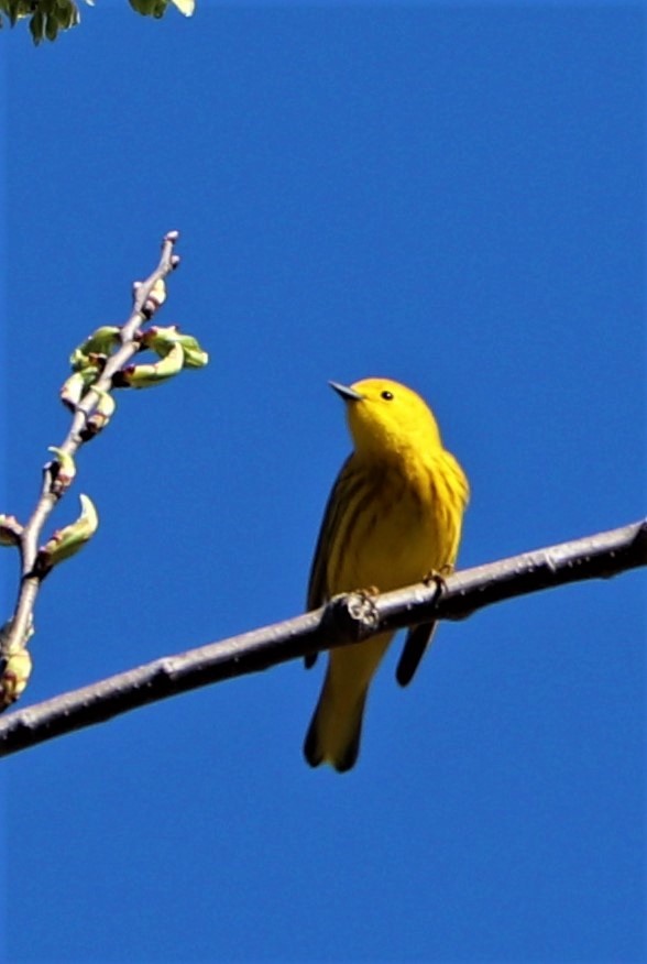 Yellow Warbler - ML153488501