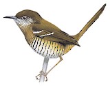 Barred Wren-Warbler Illustration