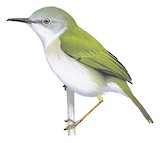 Green-backed Camaroptera Illustration