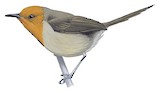 Winifred's Warbler Illustration