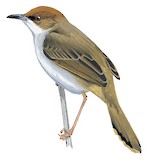 Chubb's Cisticola Illustration