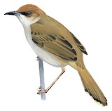 Black-lored Cisticola Illustration