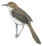 Rock-loving Cisticola Illustration