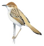 Tinkling Cisticola Illustration