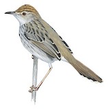 Grey-backed Cisticola Illustration