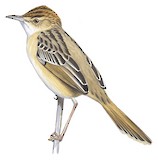 Wailing Cisticola Illustration