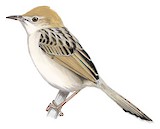 Coastal Cisticola Illustration