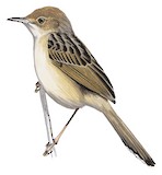 Chirping Cisticola Illustration