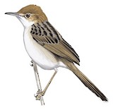 Carruthers's Cisticola Illustration