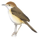 Dorst's Cisticola Illustration