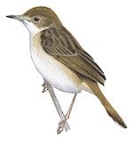 Short-winged Cisticola Illustration