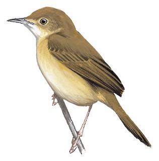 Cisticola brachypterus loanda