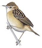 Zitting Cisticola Illustration