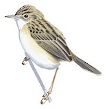 Desert Cisticola Illustration