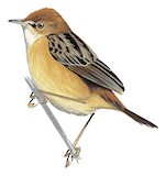 Black-backed Cisticola Illustration