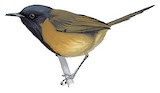 Black-headed Rufous Warbler Illustration