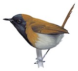 Black-faced Rufous Warbler Illustration