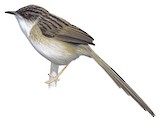 Himalayan Prinia Illustration