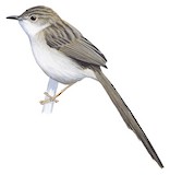 Brown Prinia Illustration