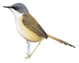 Grey-crowned Prinia Illustration