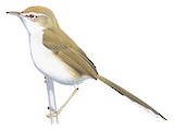 Rufous-fronted Prinia Illustration