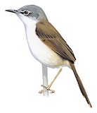 Rufescent Prinia Illustration