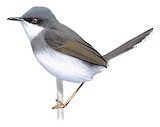 Grey-breasted Prinia Illustration