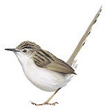 Delicate Prinia Illustration