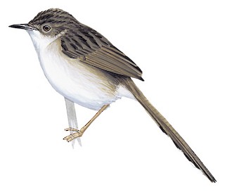 Prinia gracilis yemenensis