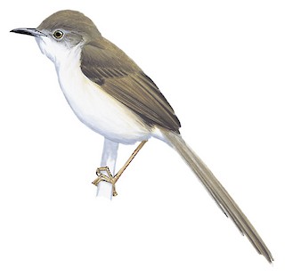 Prinia sylvatica sylvatica