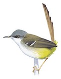 Bar-winged Prinia Illustration