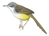 Yellow-bellied Prinia Illustration